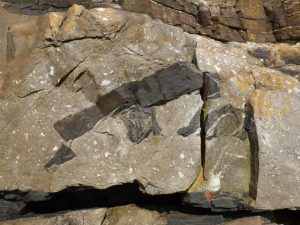 1.5m country rock xenolith within a granite sheet